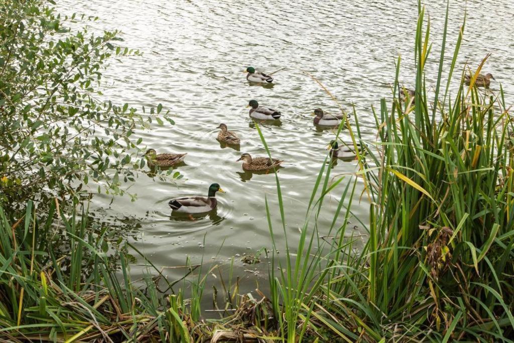 Mallard Lake เซาธ์เซอร์นีย์ ภายนอก รูปภาพ